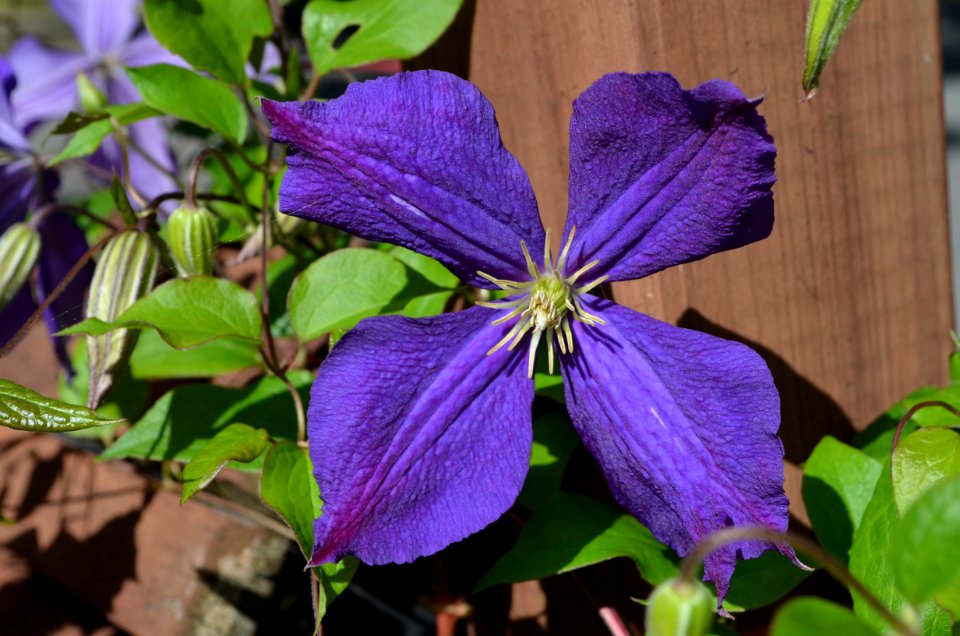 Clematis