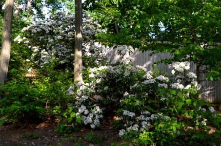 Mountain Laurel