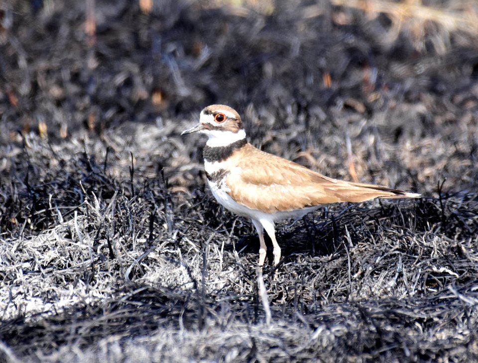 Killdeer at LaCreek National Wildlife Refuge
