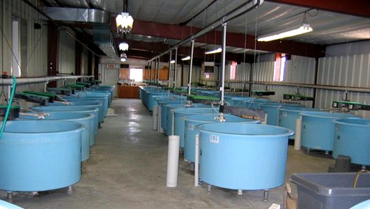 Ouray National Fish Hatchery-Grand Valley Unit's 24 Road indoor recirculating facility. photo