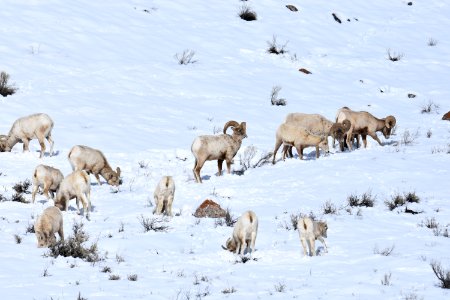 Bighorn Sheep photo