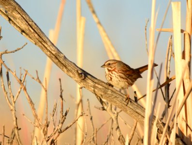 Song sparrow at Seedskadee National Wildlife Refuge photo