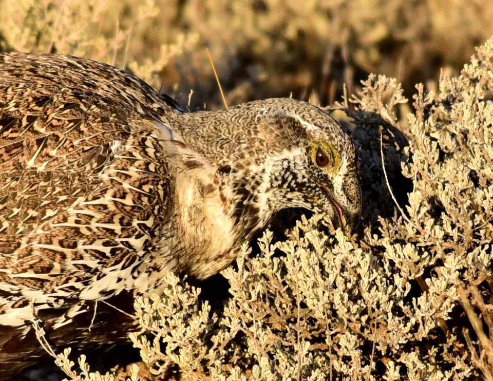 Greater sage-grouse at Seedskadee National Wildlife Refuge