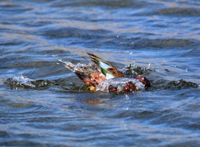Cinnamon teal at Seedskadee National Wildlife Refuge