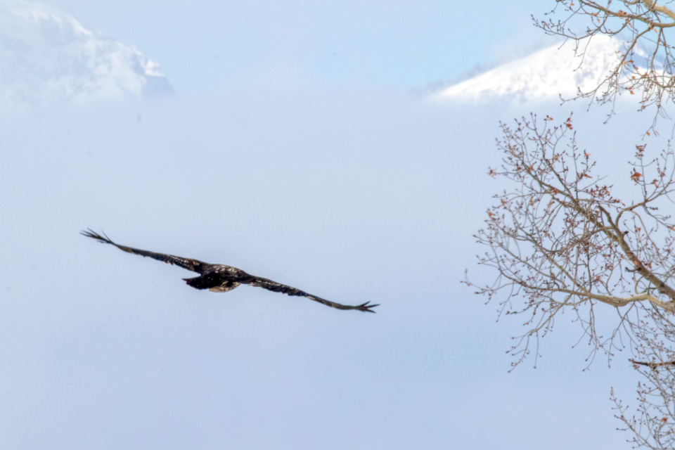Soaring Juvenile Bald Eagle