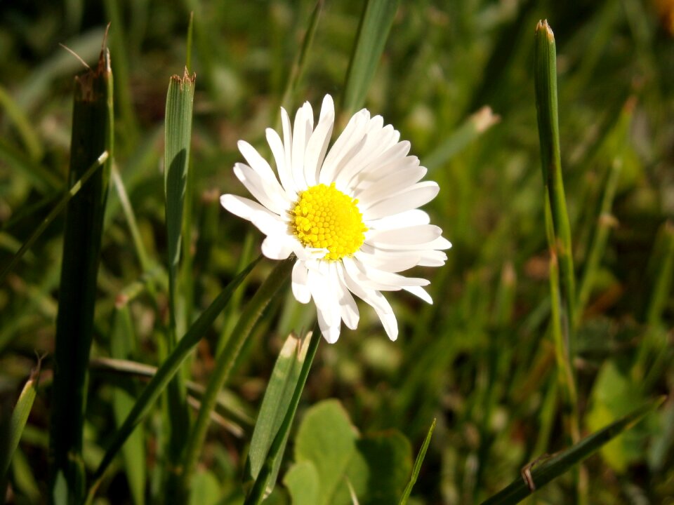 Flowering daisies summer