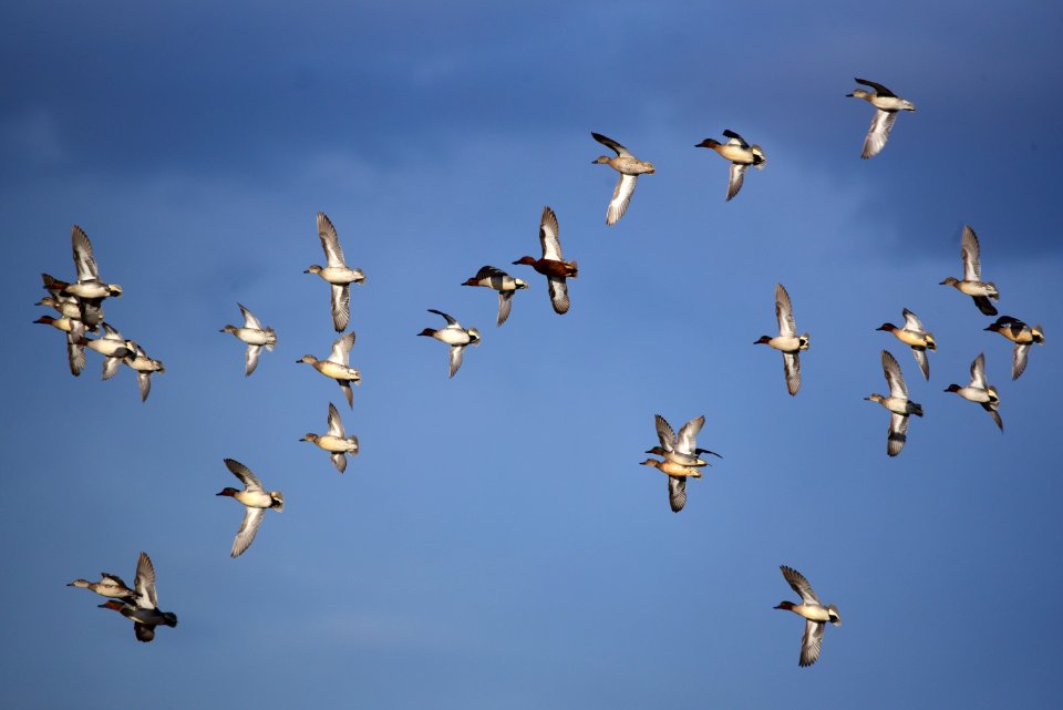 Green-winged teal at Seedskadee National Wildlife Refuge