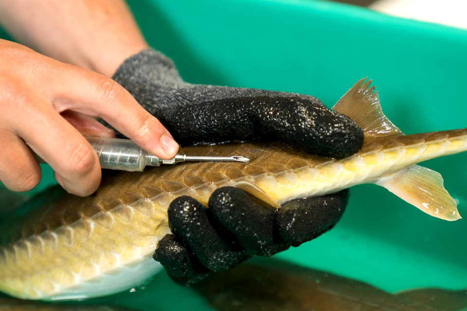 Tagging shovelnose sturgeon