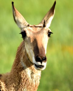 Pronghorn at Arapaho National Wildlife Refuge