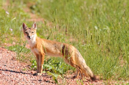 Swift Fox, Scott Somershoe 1