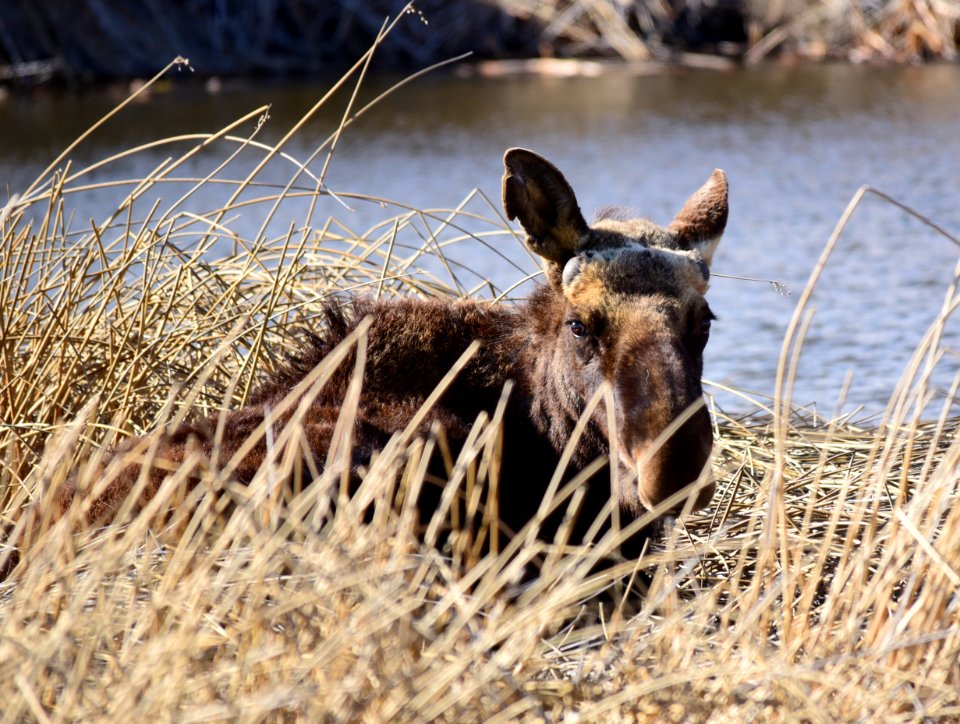 Moose at Seedskadee National Wildlife Refuge