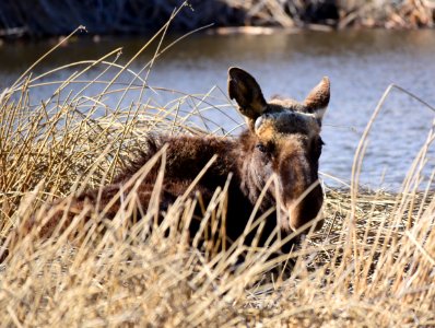 Moose at Seedskadee National Wildlife Refuge