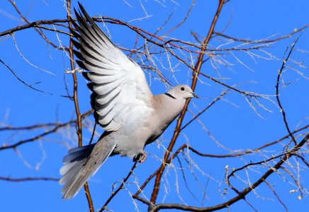 Eurasian collared-dove photo