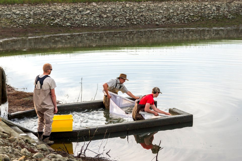 Harvesting yellow perch