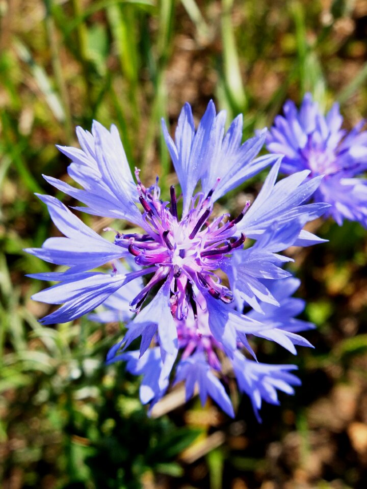 Bloom summer flower photo