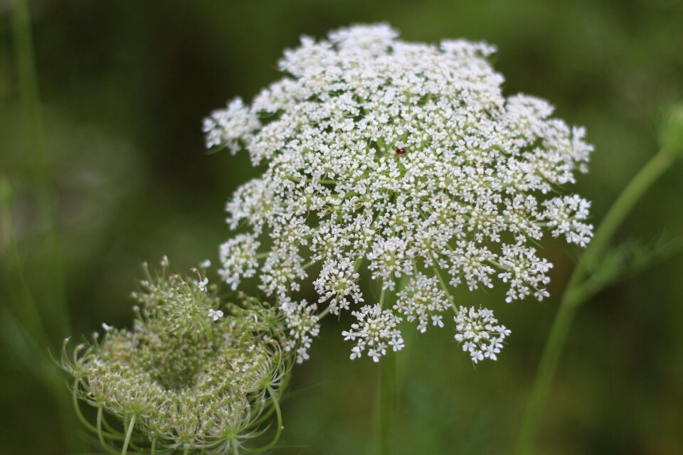 Dream wild flowers fresh