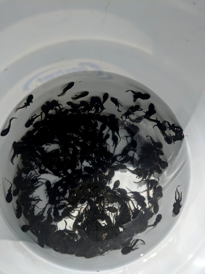 Metamorphs in a bucket