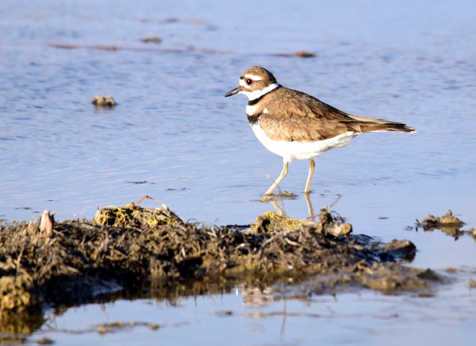 Killdeer on Seedskadee National Wildlife Refuge