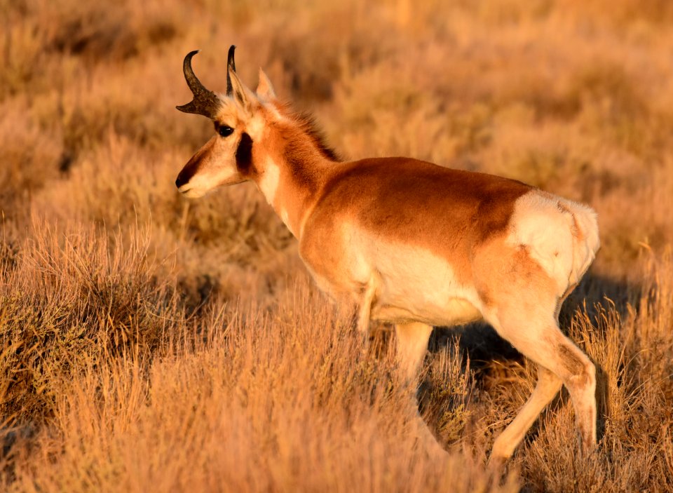 Pronghorn at Seedskadee National Wildlife Refuge