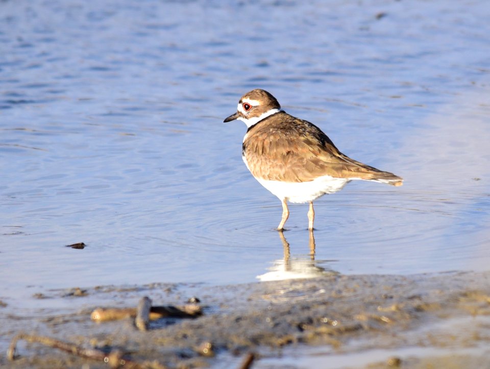 Killdeer on Seedskadee National Wildlife Refuge