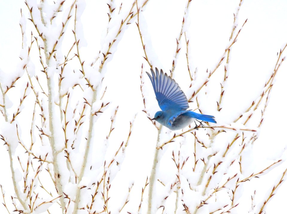 Mountain bluebirds in snow at Seedskadee National Wildlife Refuge