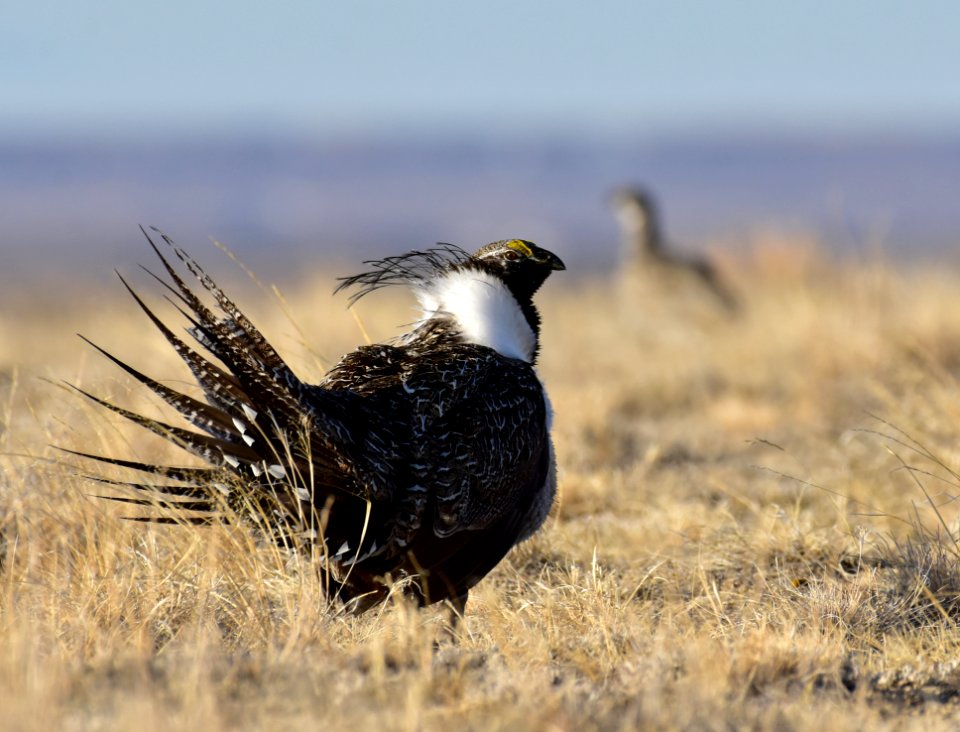 Greater sage-grouse near Seedskadee National Wildlife Refuge