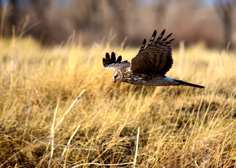 Northern harrier at Seedskadee National Wildlife Refuge