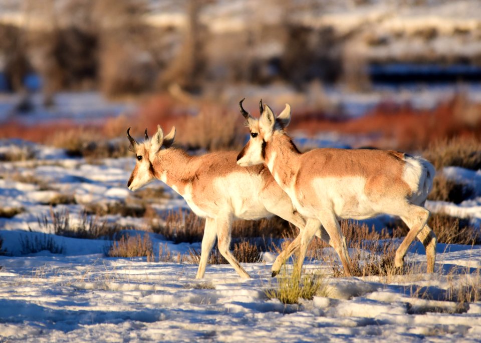 Pronghorn on Seedskadee National Wildlife Refuge