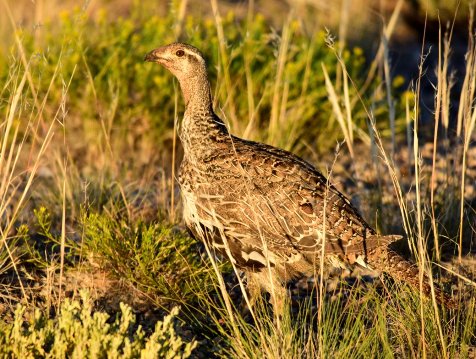 Greater sage-grouse on Seedskadee National Wildlife Refuge