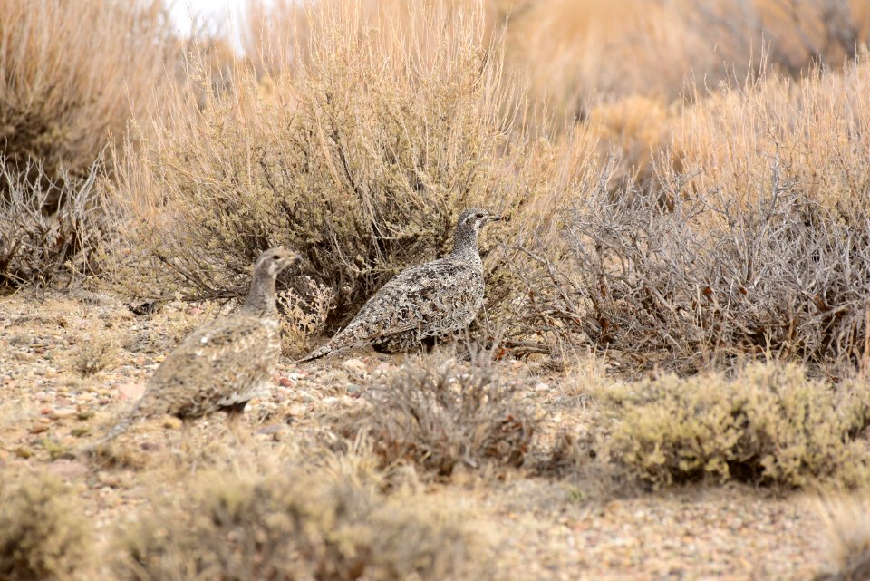 Greater sage-grouse at Seedskadee National Wildlife Refuge