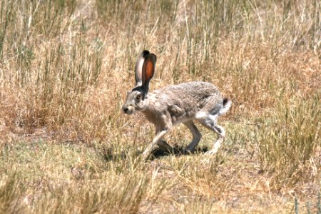 Jackrabbit