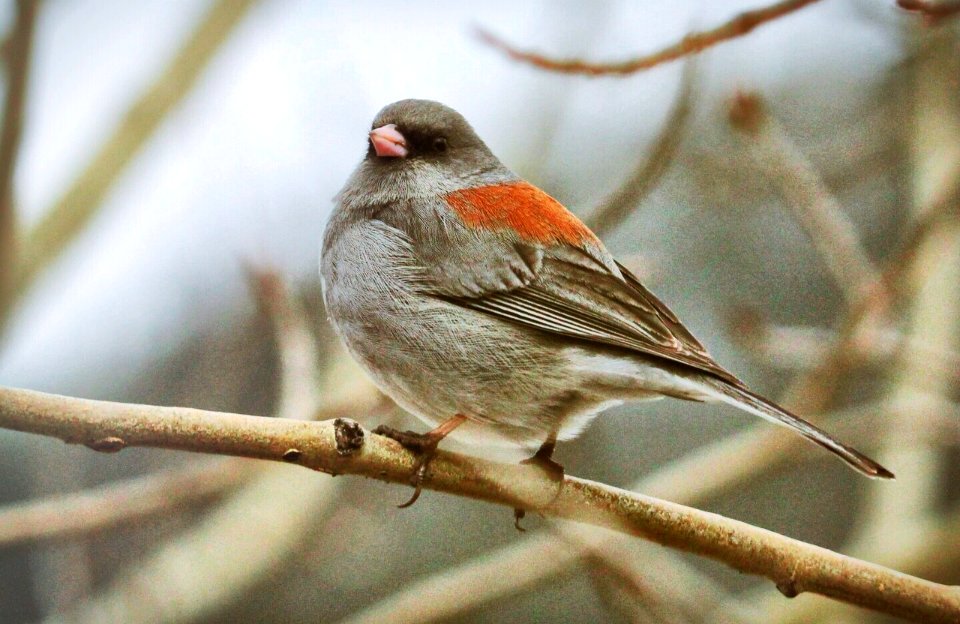 Dark-eyed junco (red-backed)