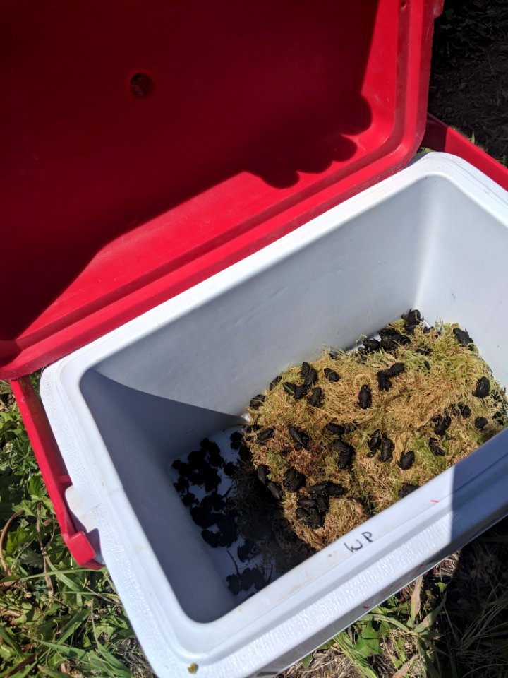 Toadlets in a cooler