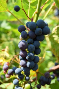Food healthy food plant