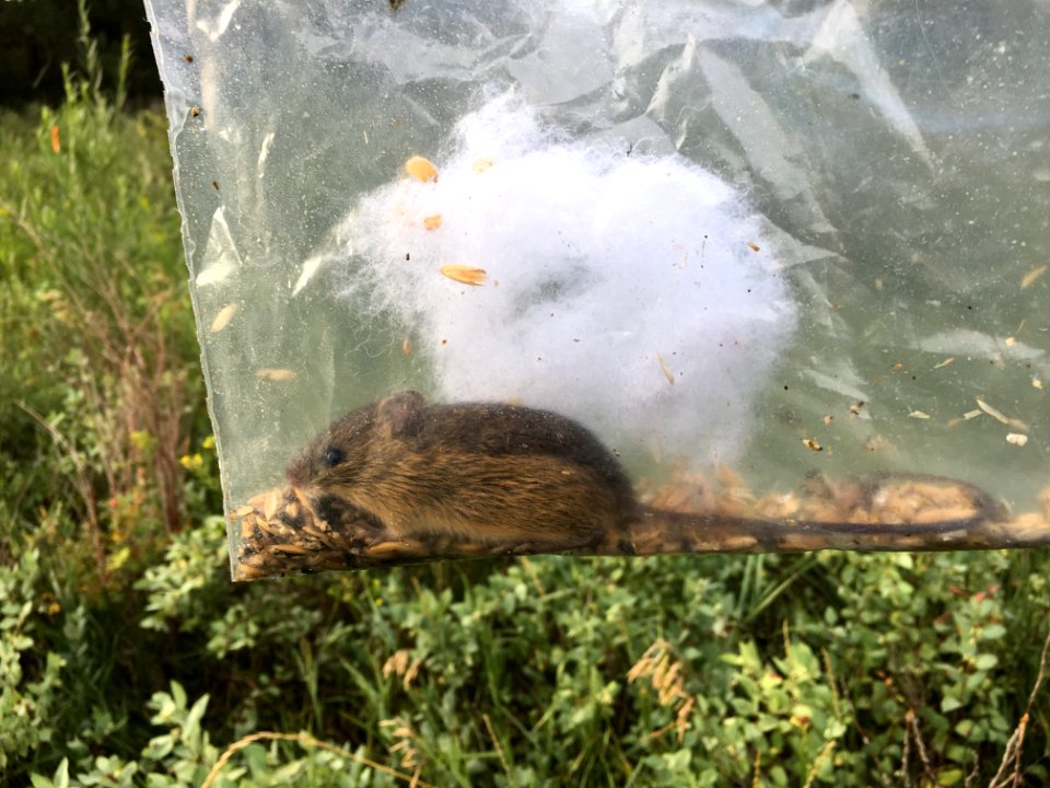 Preble's Meadow Jumping Mouse