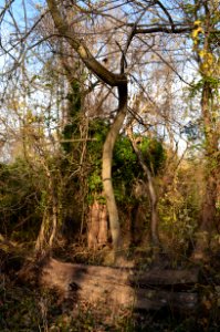 Brambles of Troy Hill