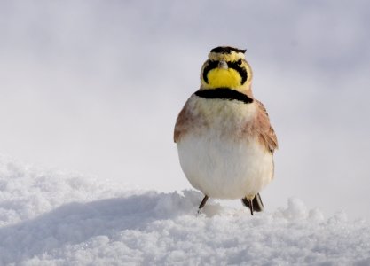 Horned Lark at Seedskadee National Wildlife Refuge