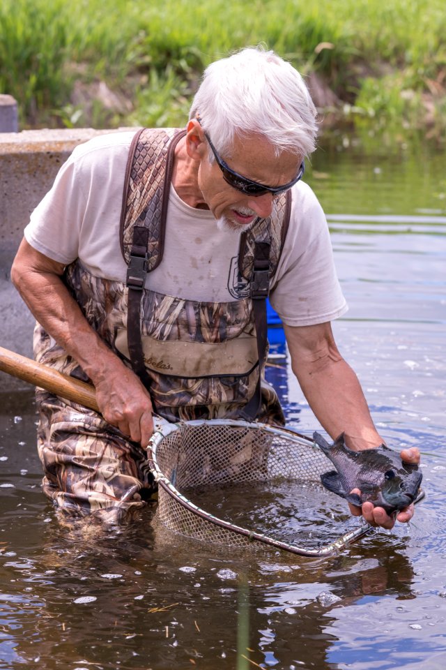 Bluegill from a Hatchery Pond
