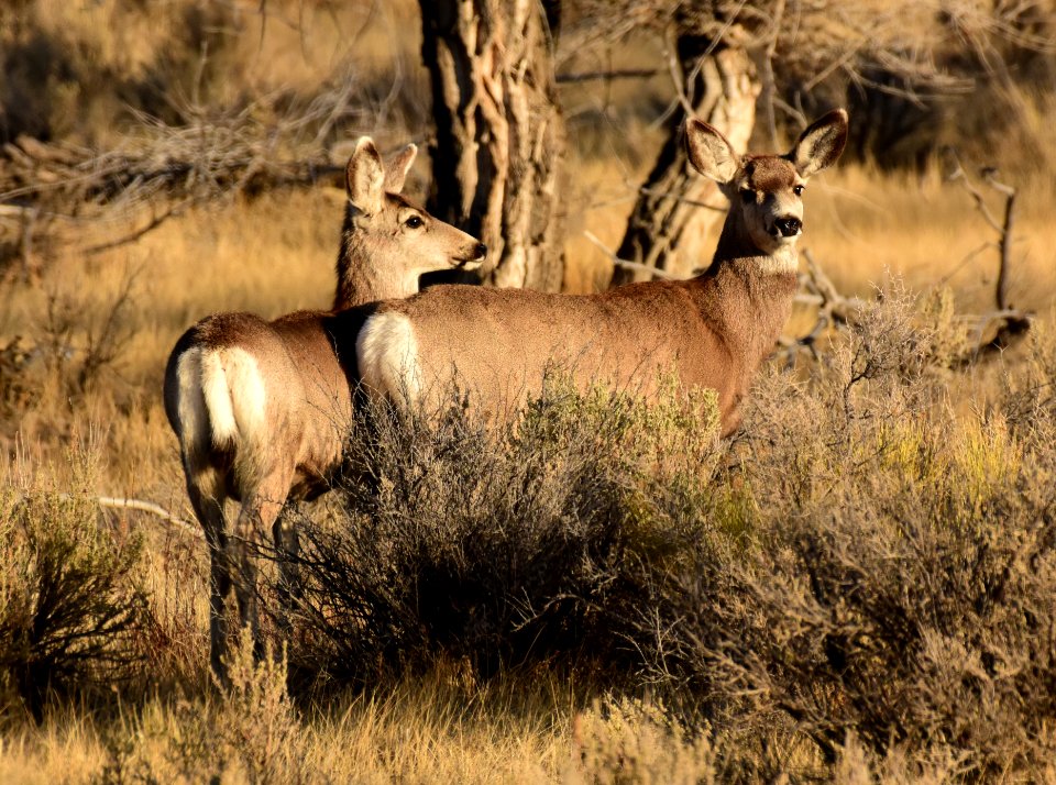 Mule deer at Seedskadee National Wildlife Refuge
