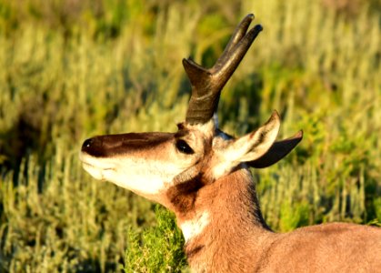 Pronghorn at Arapaho National Wildlife Refuge