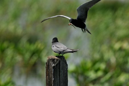 Black Tern, Scott Somershoe 2 photo