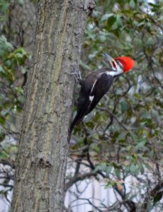 Pileated Woodpecker