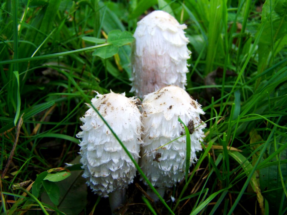 Coprinus comatus white fungus nature