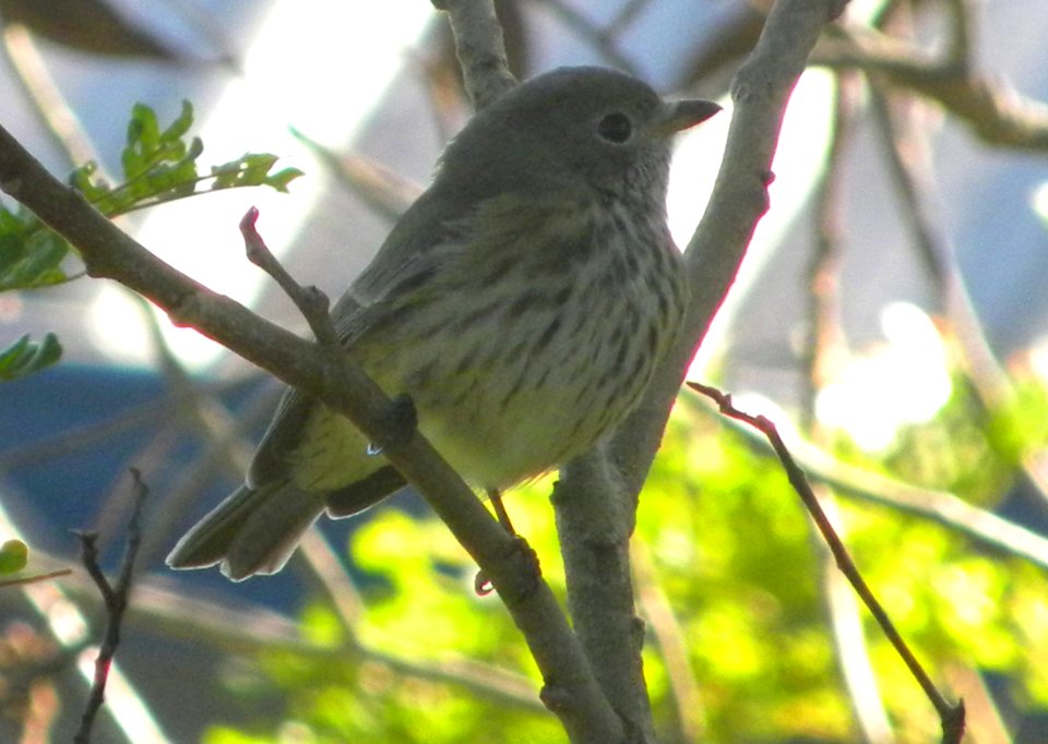 Rufous Whistler (juvenile) Pachycephala rufiventris