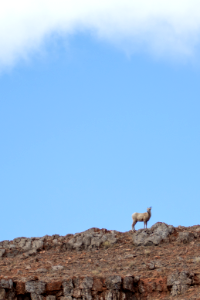 Spring on the National Elk Refuge photo