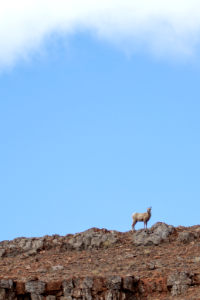 Spring on the National Elk Refuge