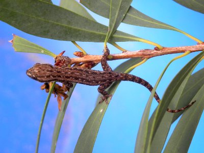 Dubious Dtella (Gehyra dubia) photo