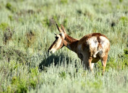 Pronghorn at Arapaho National Wildlife Refuge