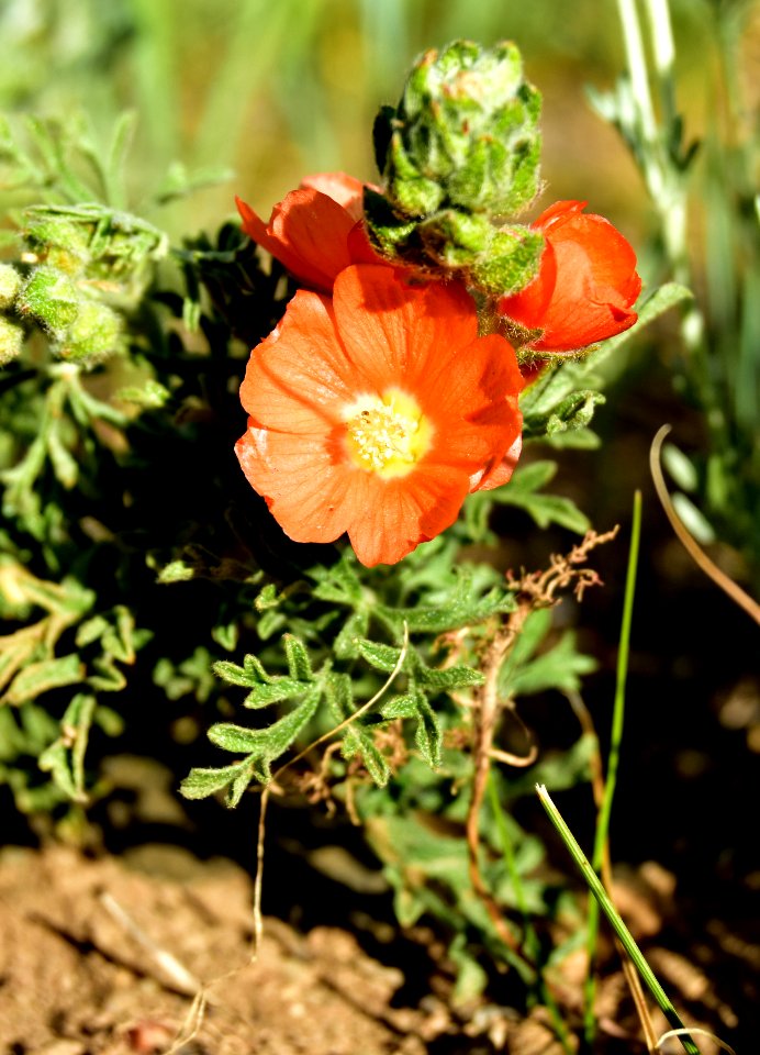 Scarlet globemallow at Arapaho National Wildlife Refuge