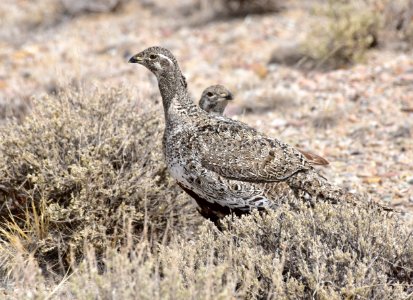 Greater sage-grouse at Seedskadee National Wildlife Refuge